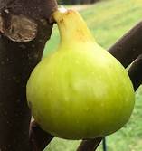 Fig Tree (White Triana)