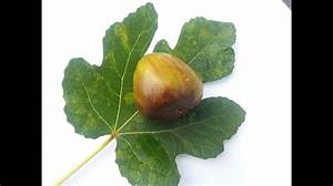 Fig Tree (Yellow Lebanese)