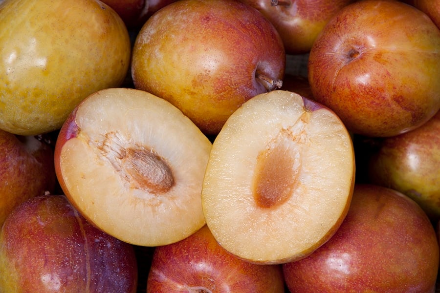 4-in-1 Combination Pluot Tree | Multi-Variety Pluot