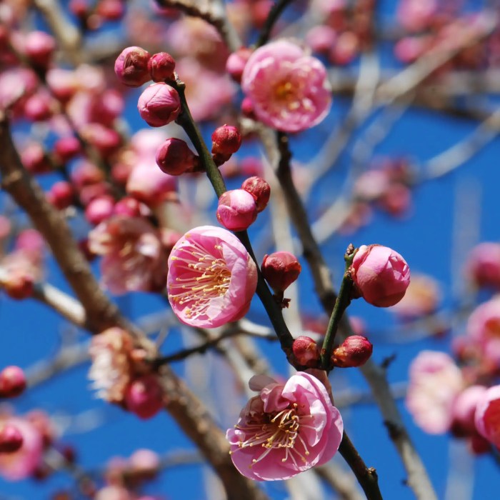 Prunus Mume (Japanese Double Pink)