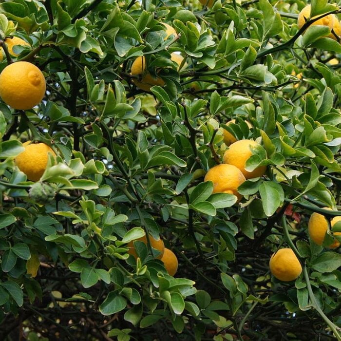 Flying Dragon Citrus
