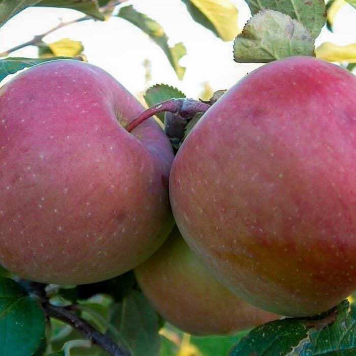 3 in 1 Combination Apple Tree