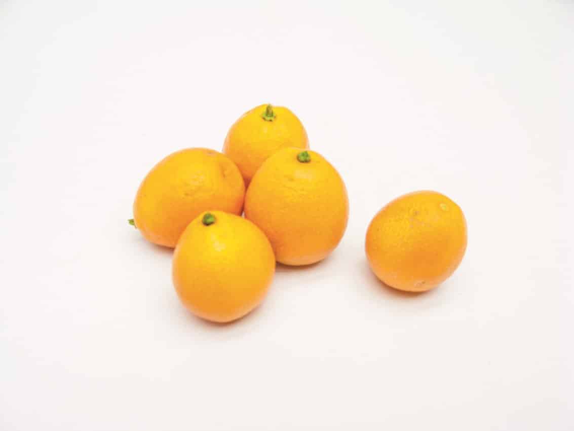 TreesAgain Fukushu Kumquat Trees – Citrus Japonica Starter Plugs (Live Plants)