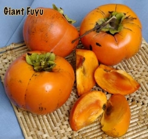 Persimmon Tree (Giant Fuyu)