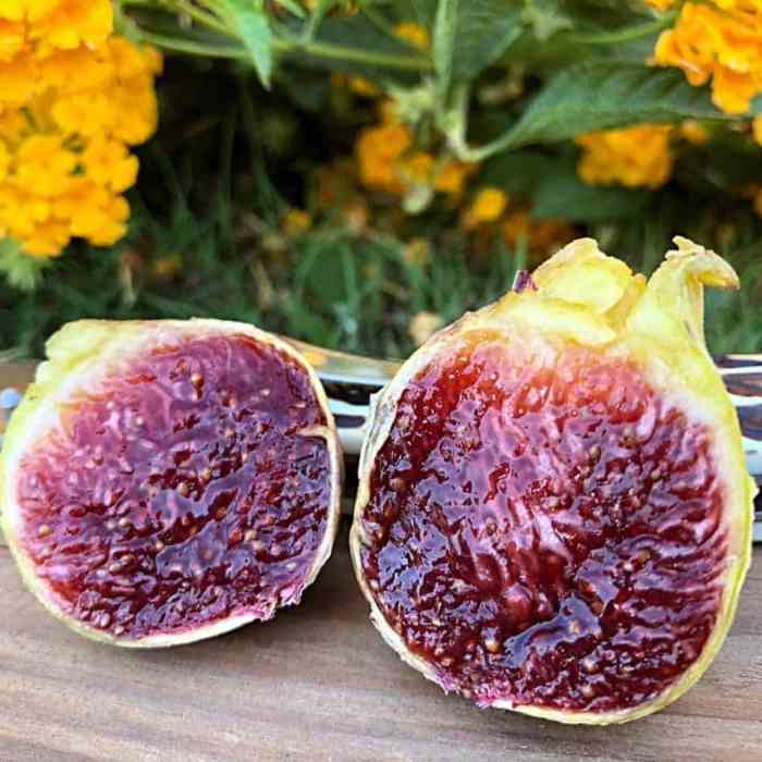Fig Tree (Col de Dame Gegantina)