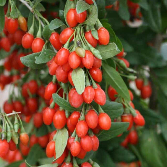 Goji Berry (Phoenix Tears)