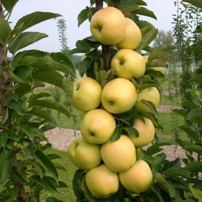Columnar Apple Tree (Golden Sentinel)