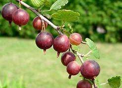 Gooseberry (Captivator)