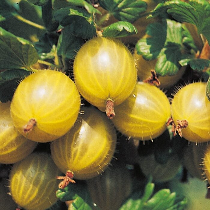 Gooseberry (Shefford)
