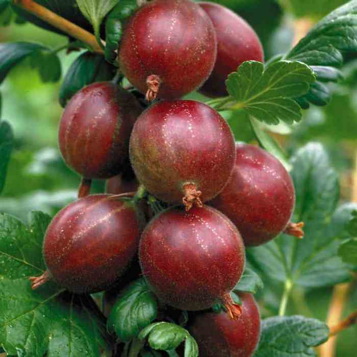 Gooseberry (Hinnomaki Red)
