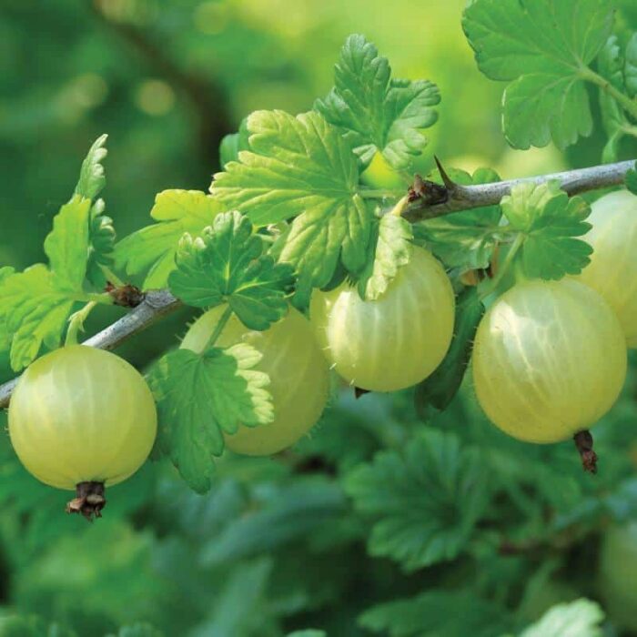 Gooseberry (Invicta)