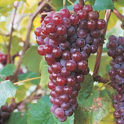 Grape Vine (Canadice)
