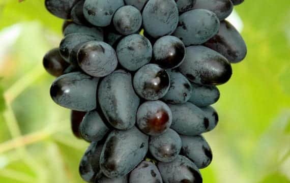 Grape Vine (Joy Seedless Blue)