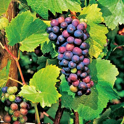 Grape vine (Pinot Noir)