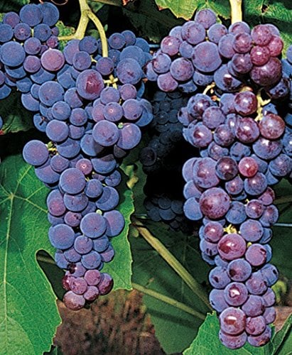 Grape Vine (Glenora Black Seedless) | Grape Vines