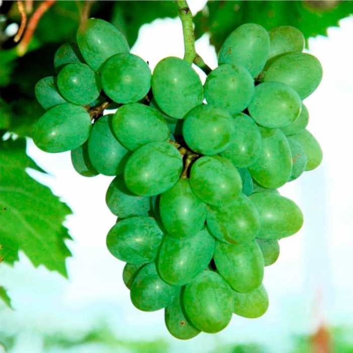 Grape Vine (Gratitude)