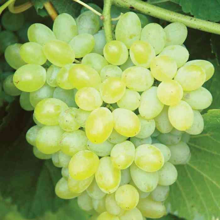 Grape Vine (Hope)