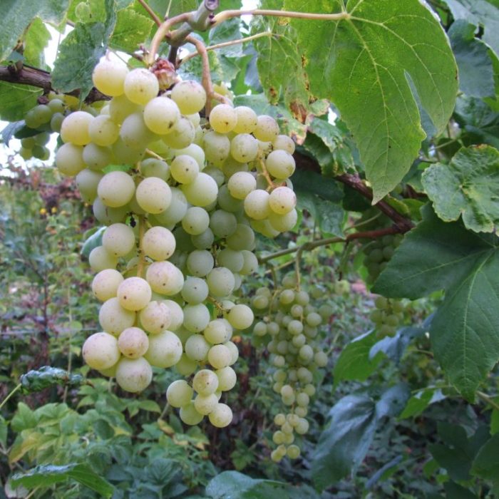 Grape Vine (Interlaken)