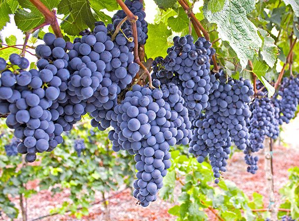 Grape Vine (NY 47616) | Vines
