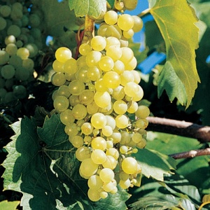 Grape Vine (Sweet Seduction)