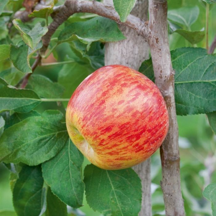 Apple Tree (Gravenstein)