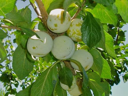 Plum Tree (Green Gage)