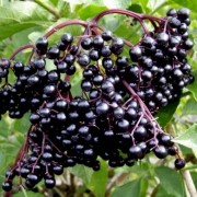 Elderberry Bundle