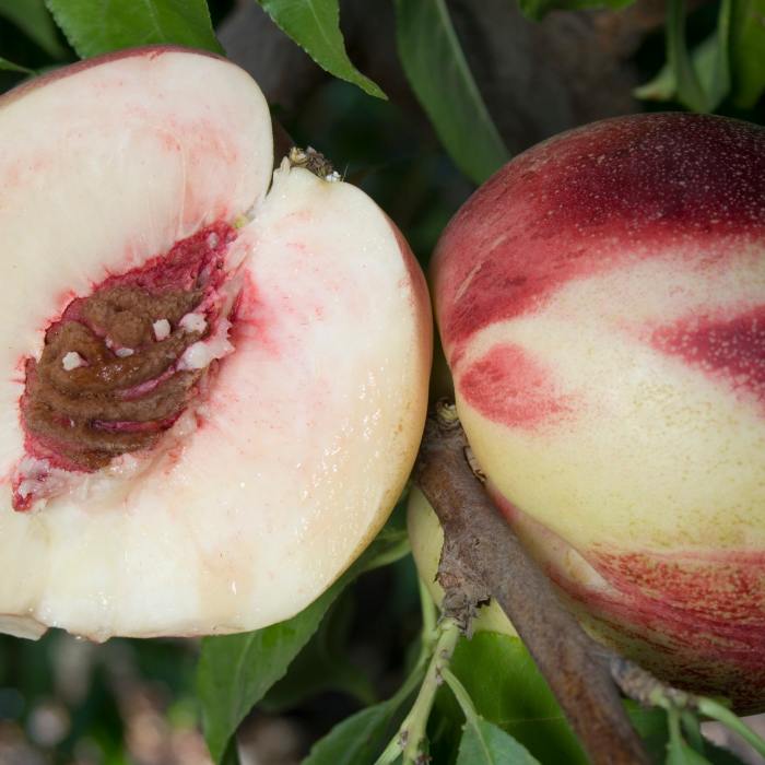 3 in 1 Combination White Peach-Nectarine