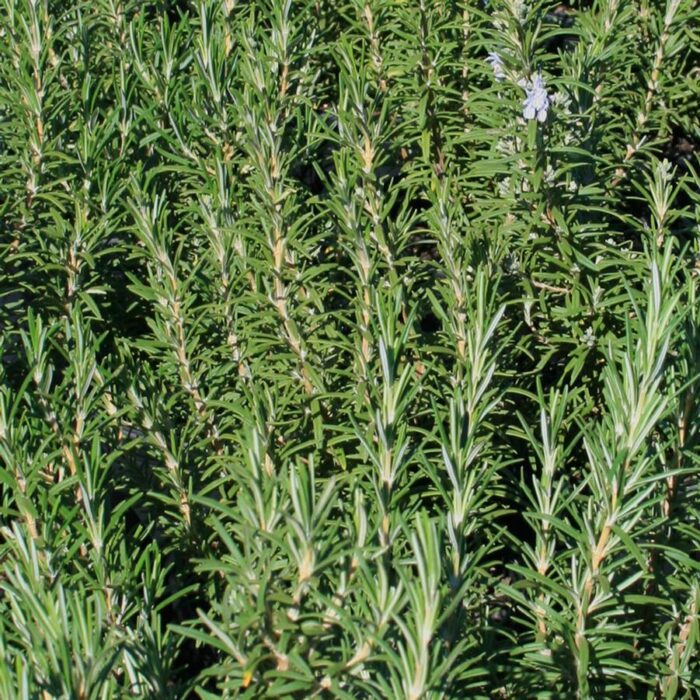 Rosemary (Hill Hardy)