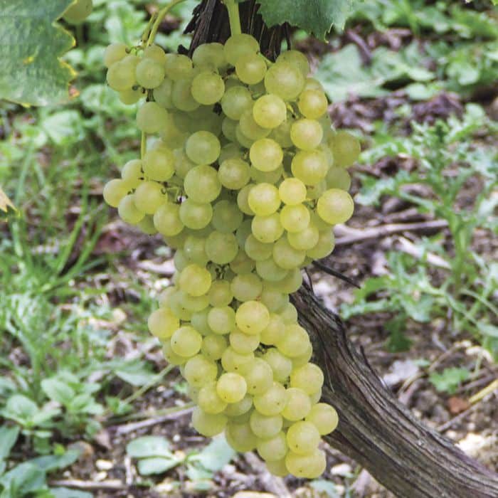 Grape Vine (Himrod)