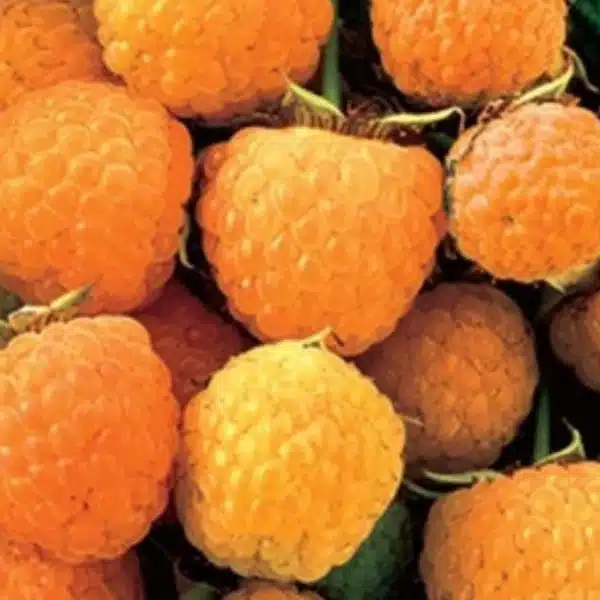 Rasberry (Honey Queen)