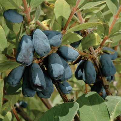 Honeyberry (Berrry Blue)