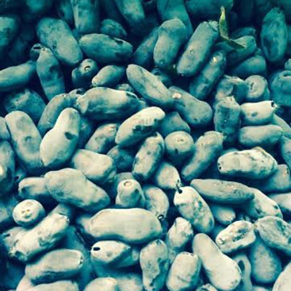 Honeyberry (Indigo Treat)