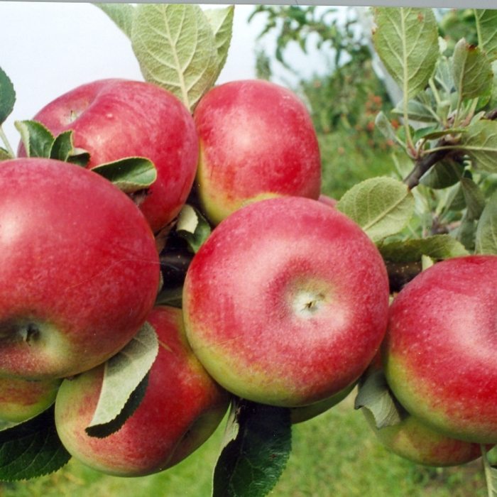 5 in 1 Combination Apple Tree