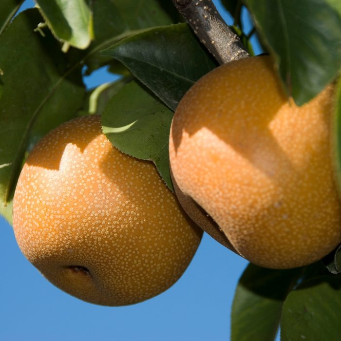 Asian Pear Tree (Hosui)