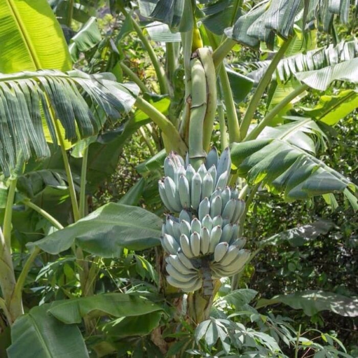 Ice Cream Banana (Blue Java)