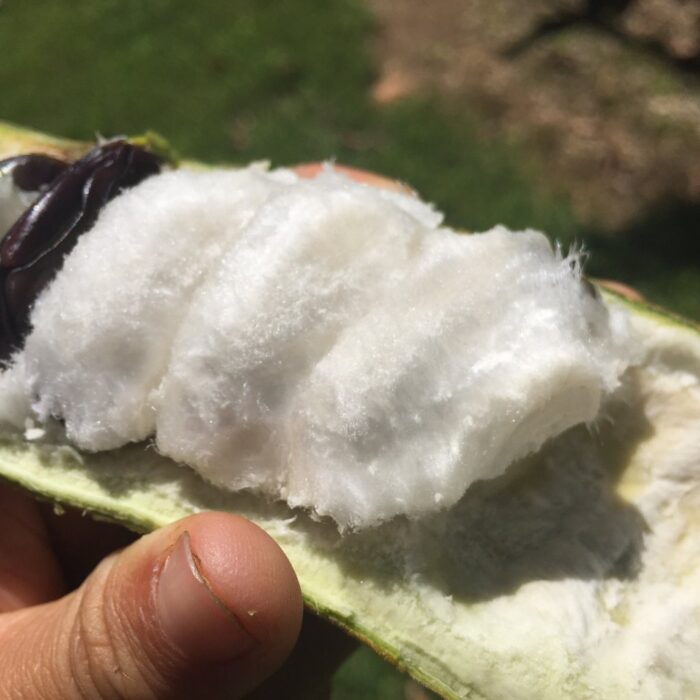 Ice Cream Bean Tree
