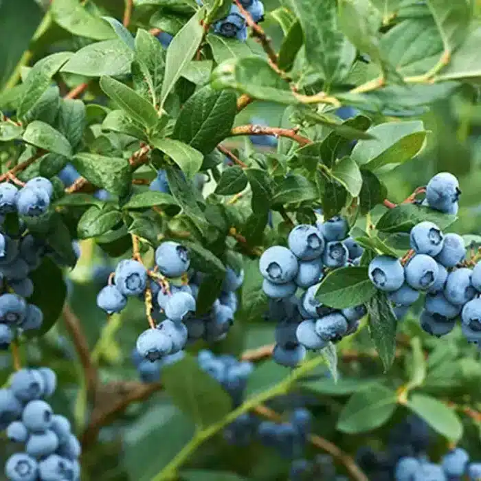 Blueberry (Misty)