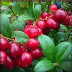 Lingonberry (Koralle)
