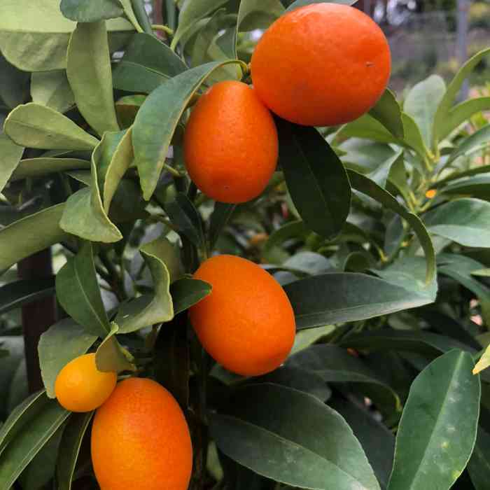 Kumquat (Nagami)