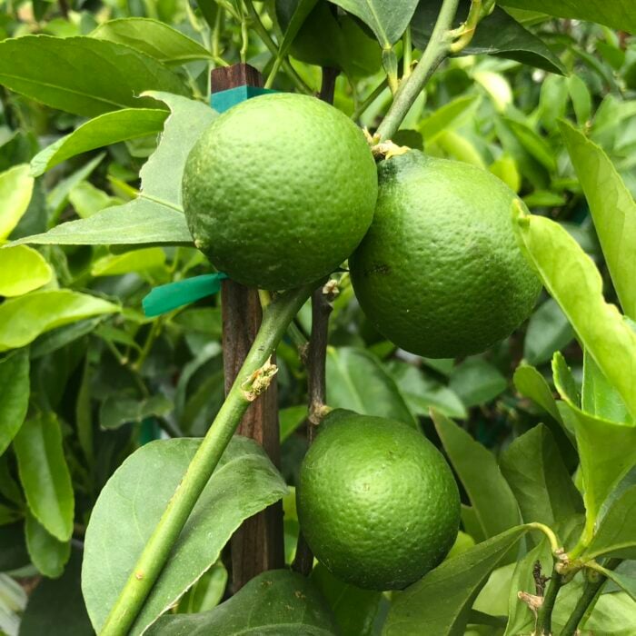 Lime (Bearss Seedless)