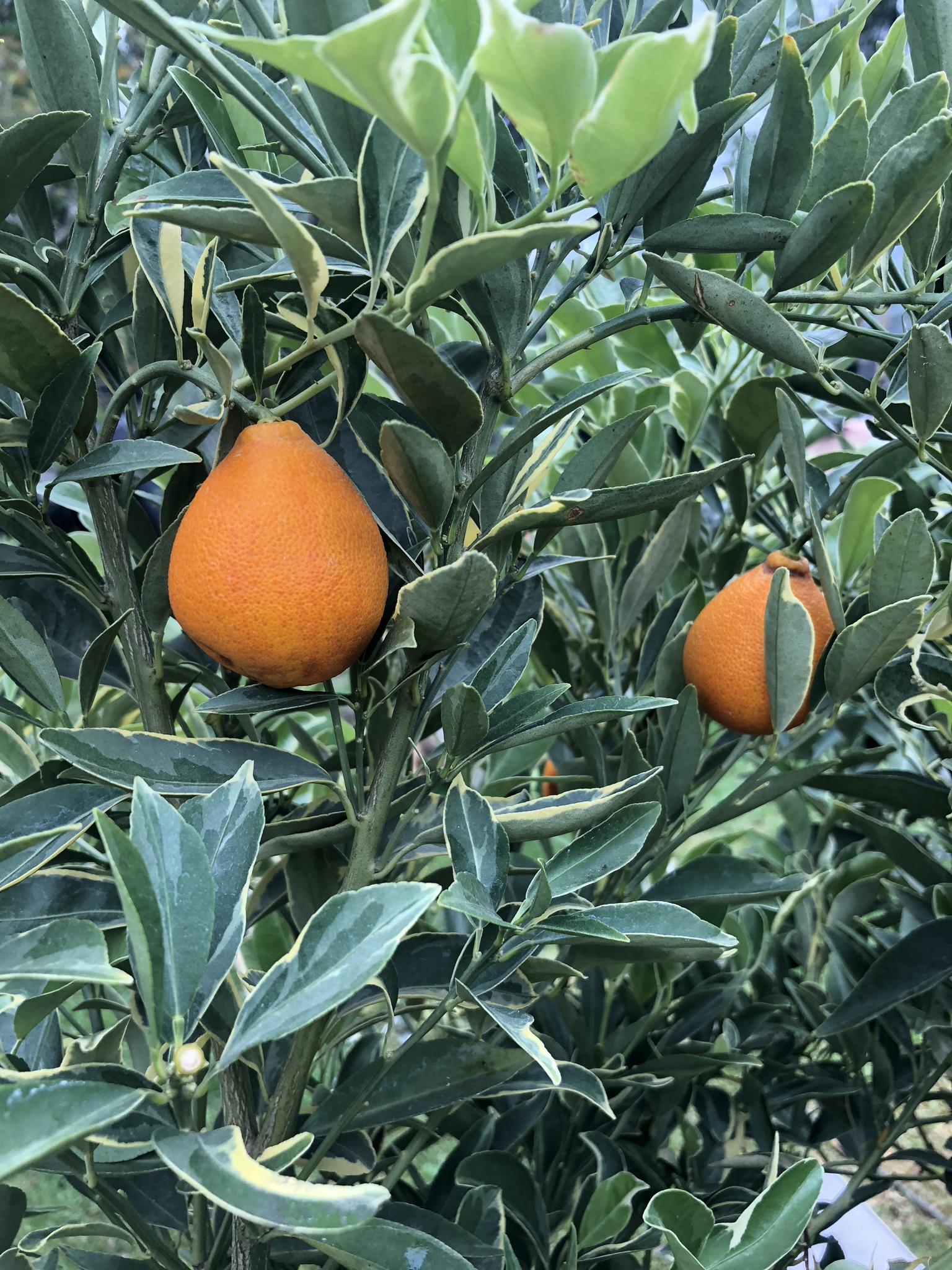 Centennial Variegated Kumquat Tree | Large Variegated Kumquat