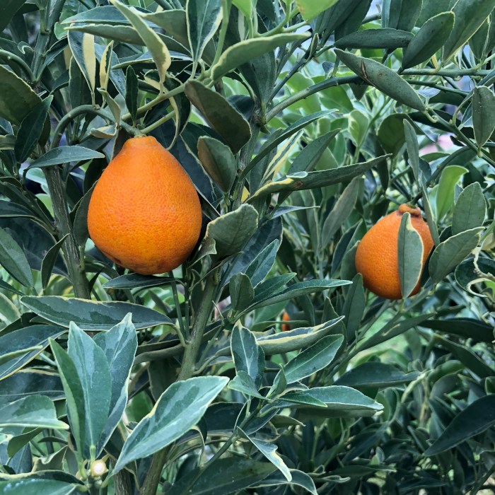 Kumquat (Centennial Variegated)