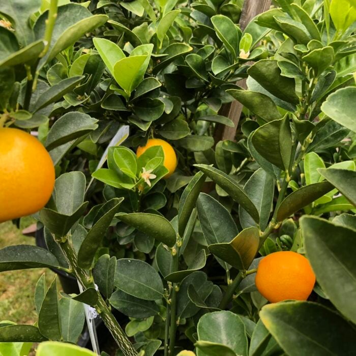 Kumquat (Marumi)