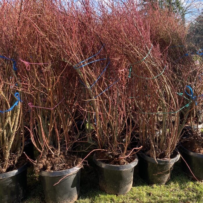 Blueberry (Liberty) Certified Organic