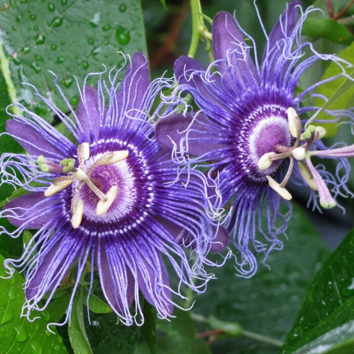 Incense Passion Flower