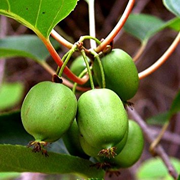 Hardy Kiwi (Issai)