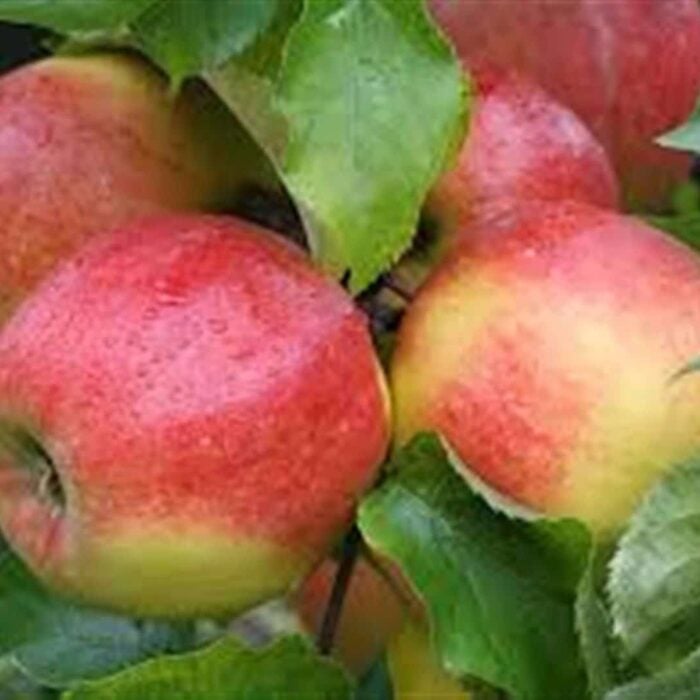Apple Tree (Jonagold)