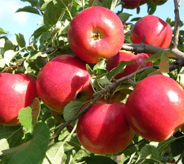 Apple Tree (Jonathan)