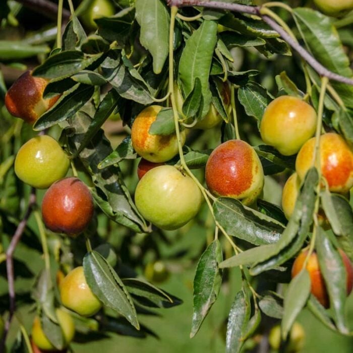 Jujube (Honey Jar)